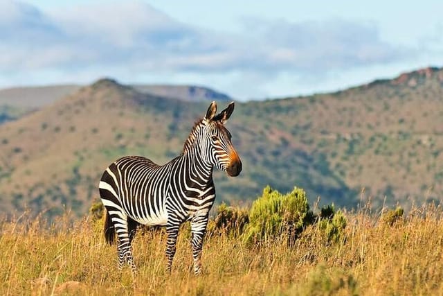 2 Day Private Luxury Addo Elephant & Mountain Zebra Park Safari - Photo 1 of 11